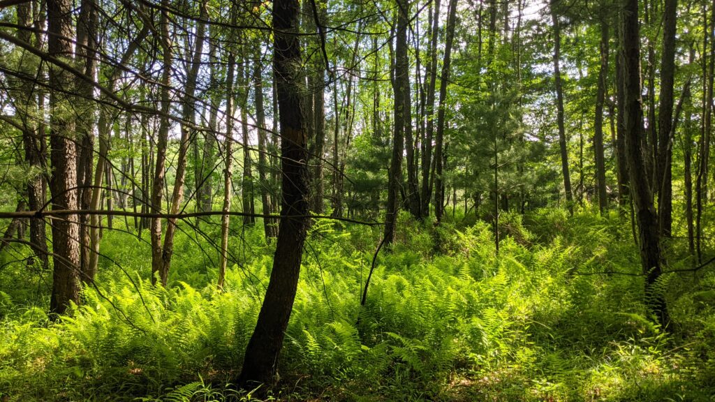 Garrett State Forest